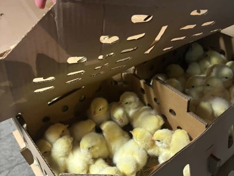 Свердловская область отправила 84 тысячи цыплят на Сахалин — Россельхознадзор проверил всё лично