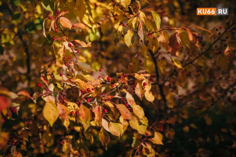 Воздух прогреется до +11 — потом ударят морозы: прогноз погоды с 22 по 24 октября в Свердловской области