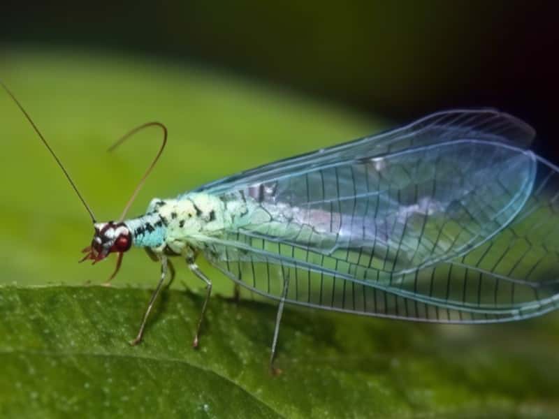 В Свердловскую область из Москвы завезли 8 миллионов клещей 