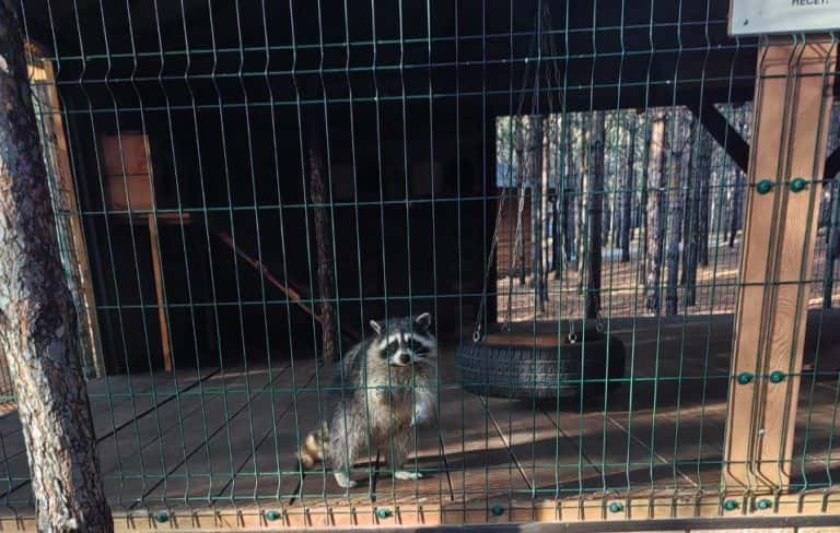 В Каменском районе выявили незаконный зоопарк — животных использовали без разрешений