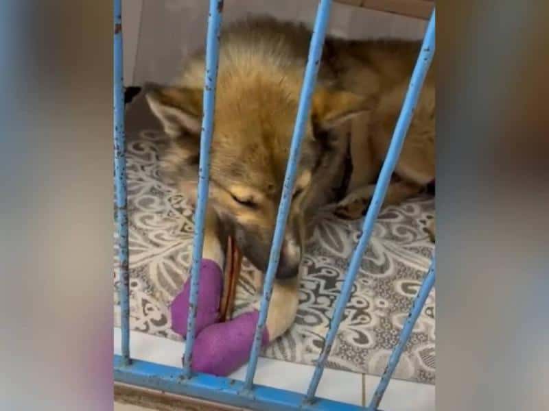 «Он сидел на цепи и выл»: история уральского пса Бимки, который выжил после издевательств