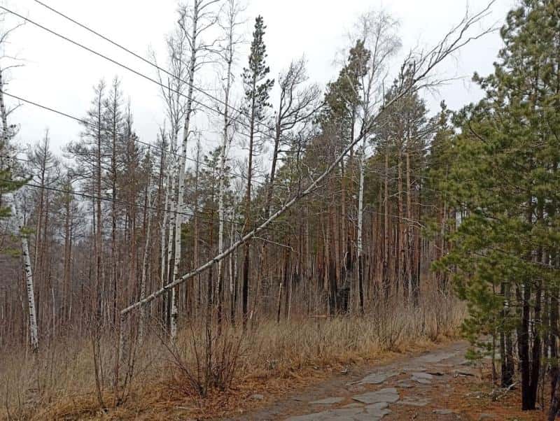 Сгореть заживо на прогулке? Под Екатеринбургом береза рухнула на ЛЭП у туристической тропы