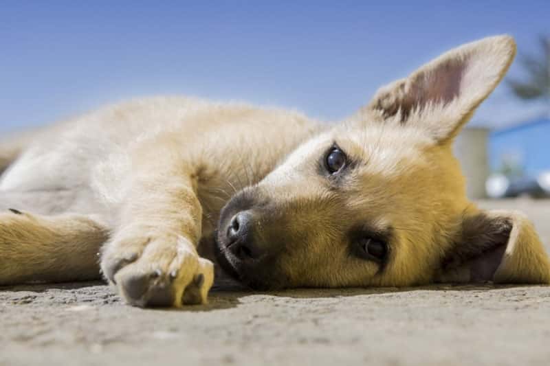 Житель Екатеринбурга замотал пасть собаки скотчем — соседи едва успели спасти