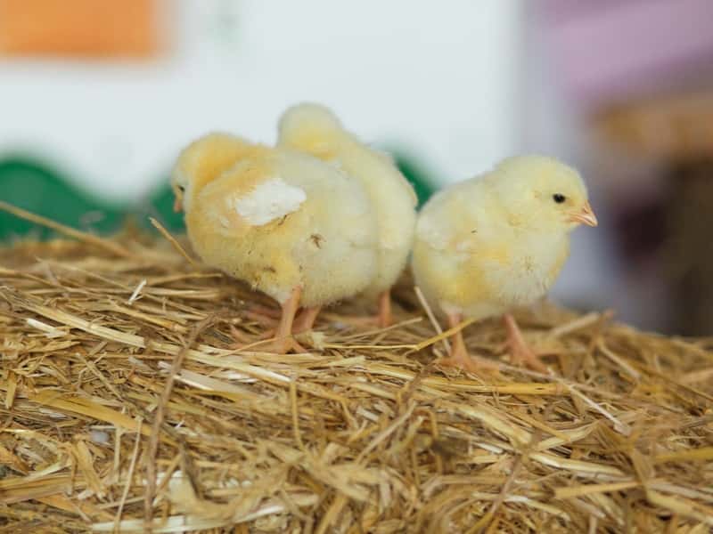 Свердловская область отправила в Азербайджан 15 тысяч племенных цыплят