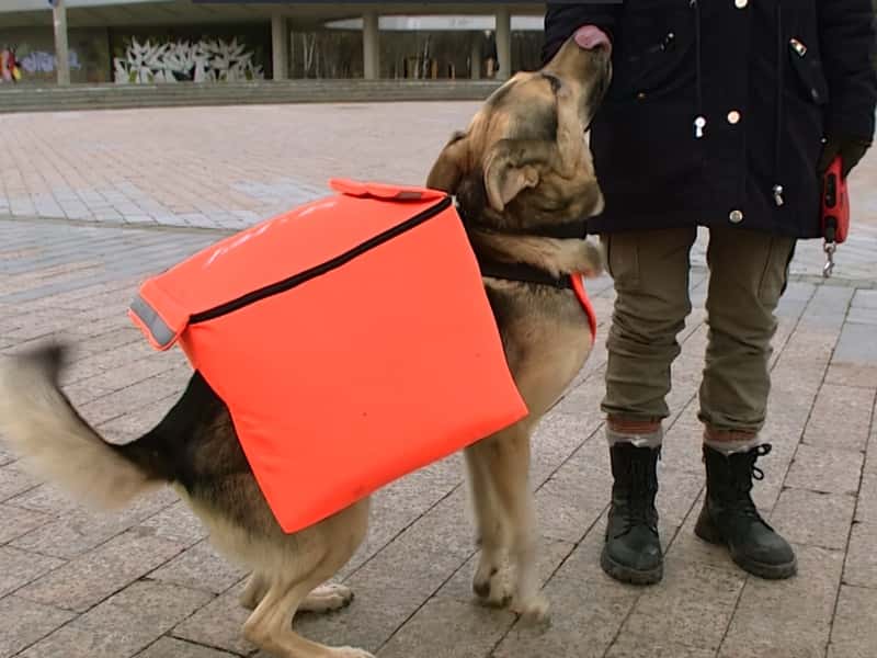 В Екатеринбурге бездомные собаки начали раздавать Wi-Fi 