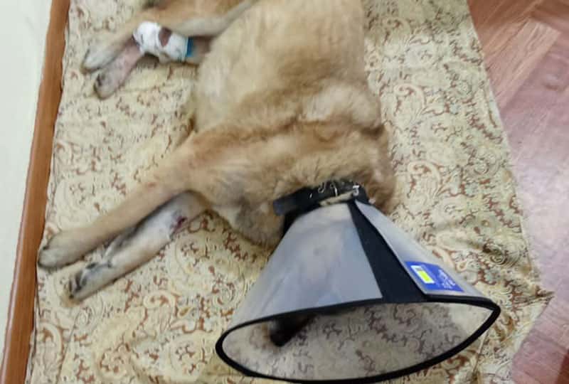 Волонтеры Свердловской области спасли дворнягу Питти от ампутации лапы