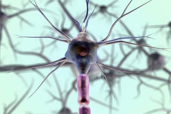 Миф развенчан: нервные клетки всё-таки могут восстанавливаться