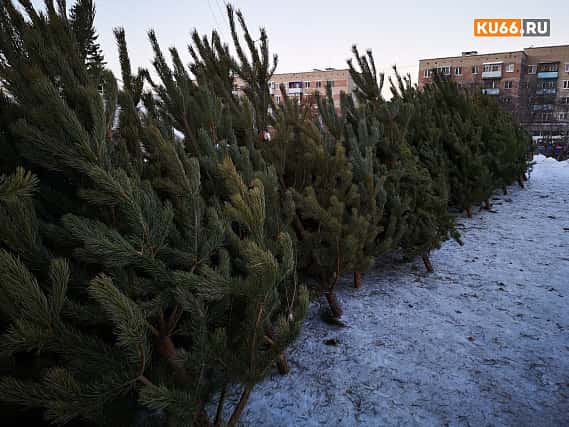 Где и как получить разрешение на сруб новогодней ели в Каменске-Уральском