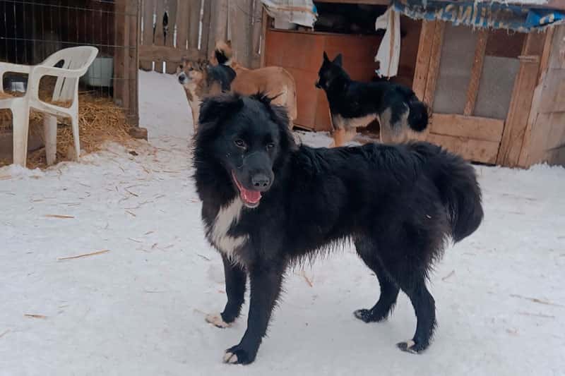 Бешенство: смертельная угроза, которую можно предотвратить на 100%, - предупредил эксперт