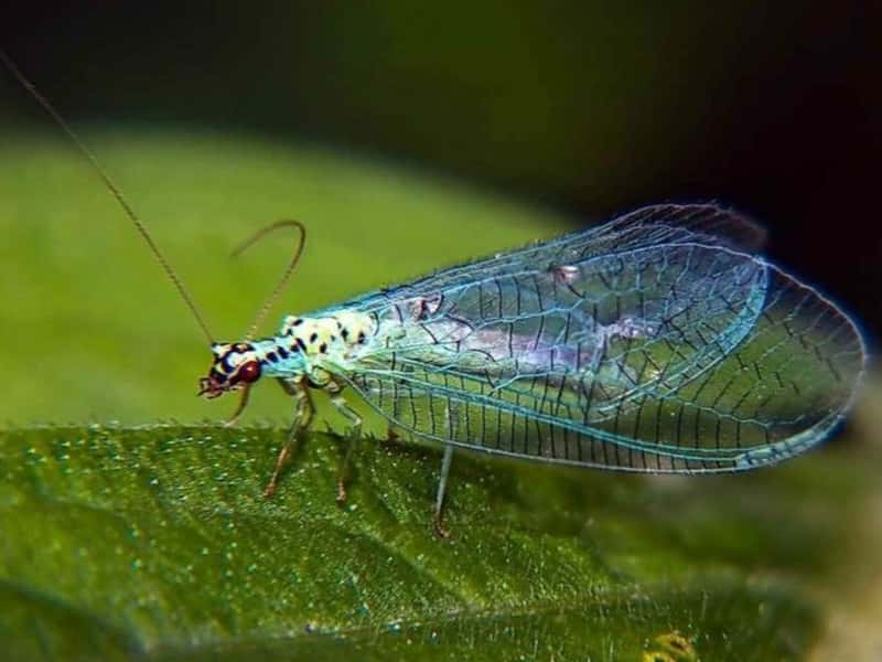 В Свердловскую область завезли почти 3 млн насекомых и клещей