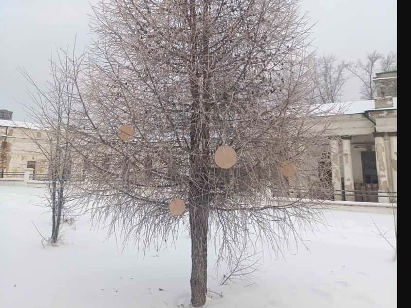 Соборную площадь в Старом Каменске украсят новогодней лиственницей с игрушками