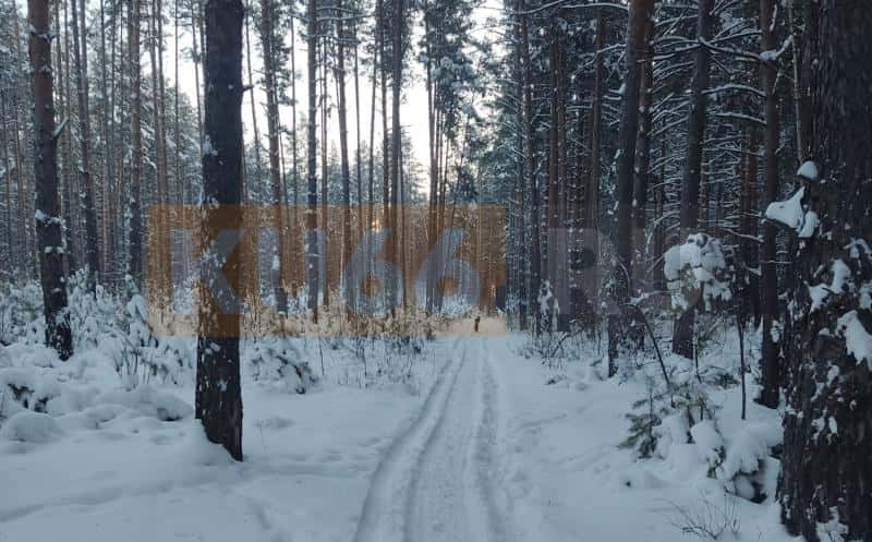 Под Каменском-Уральским нашли останки косули: полиция проверяет факт браконьерства