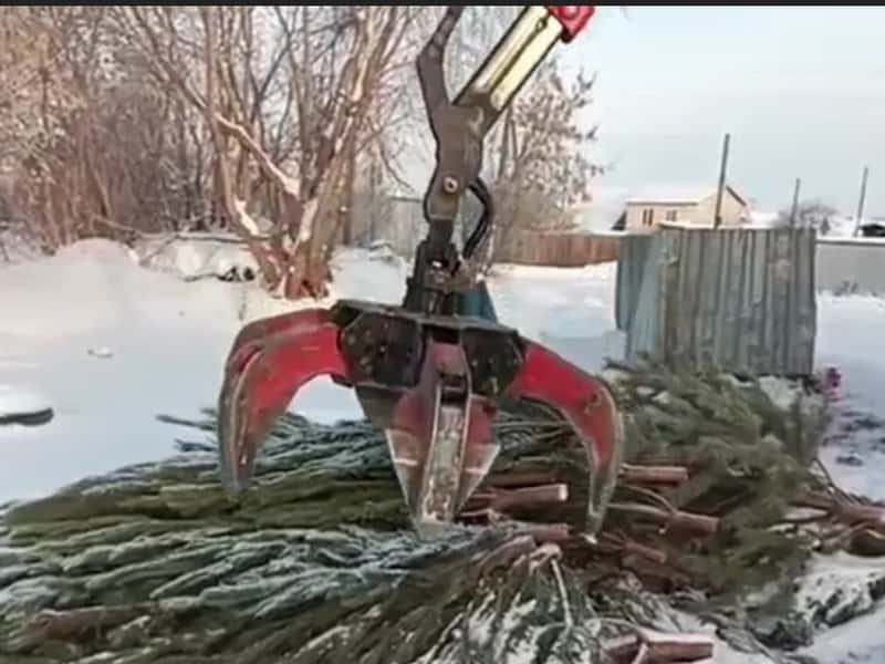 Что делать с ёлкой после праздников и куда их вывозят в Каменске-Уральском