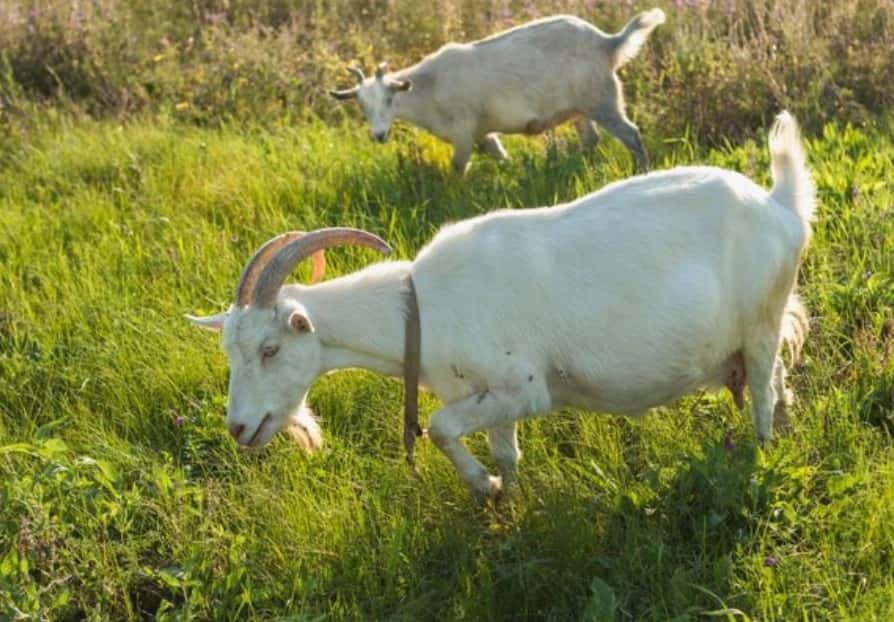 19 февраля — день Вуколы Телятника: традиции, запреты и приметы