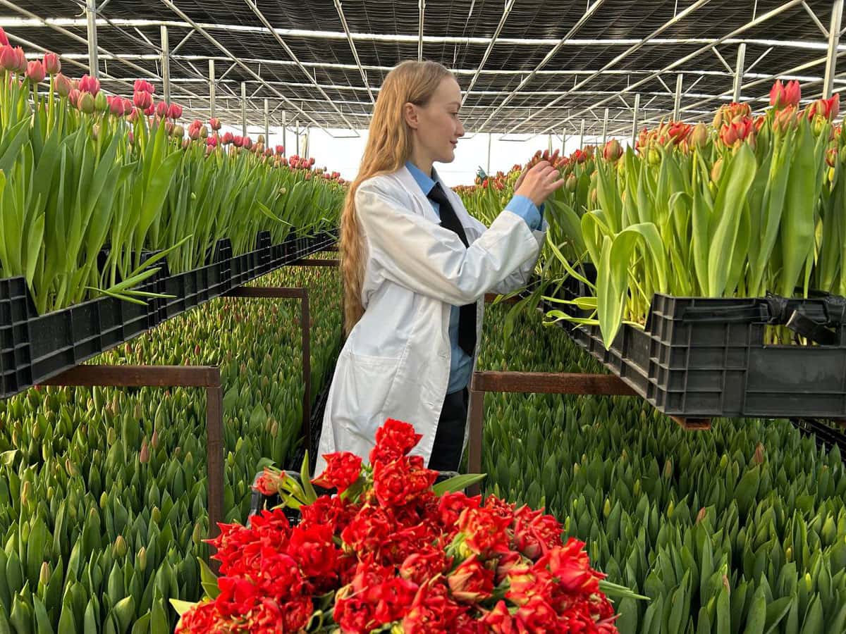В Свердловской области проверили теплицу с двумя миллионами тюльпанов