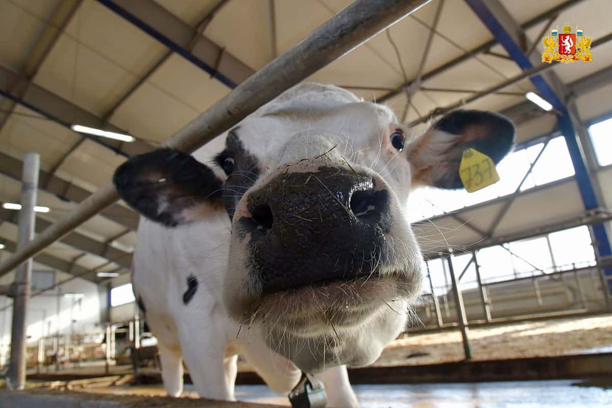 В Свердловской области переработка молока выросла более чем на 30%