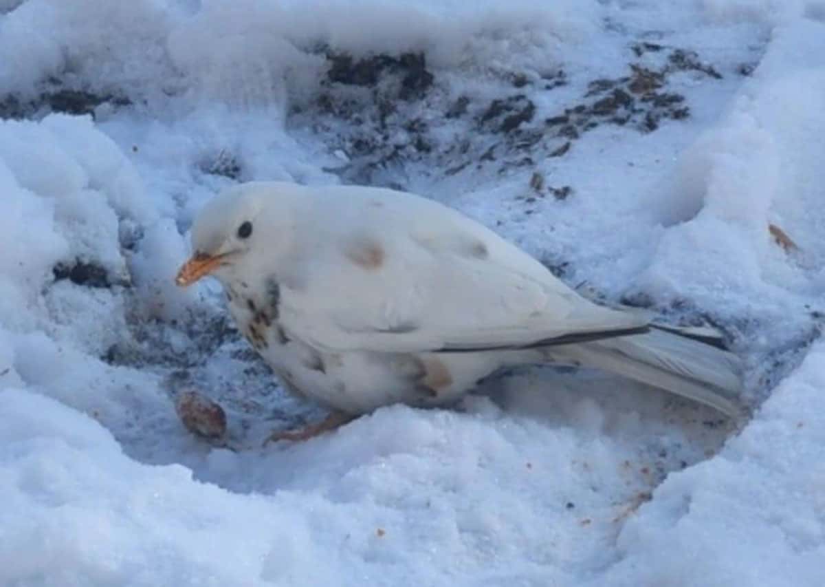 В Екатеринбурге сняли на видео редкого белого дрозда-рябинника