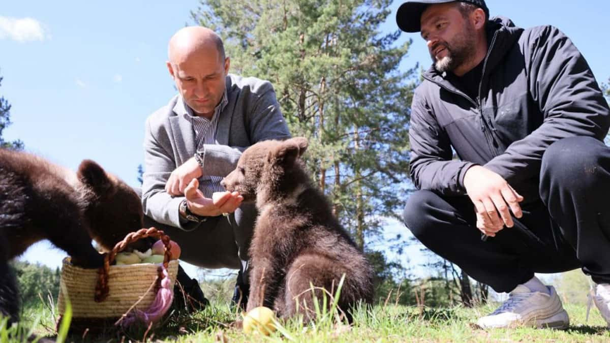 В Свердловской области спасли трёх медвежат, оставшихся без матери