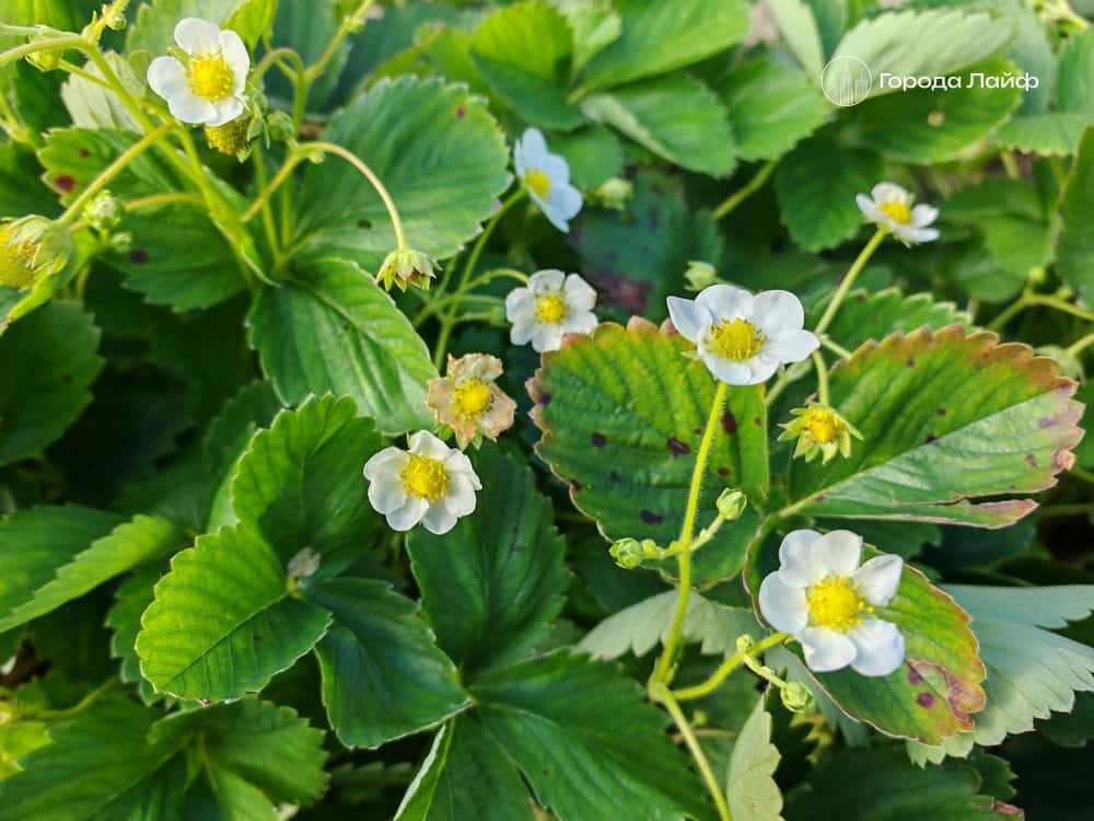 Екатеринбургское предприятие «Трансторг» проверили из-за сомнительных семян на маркетплейсе