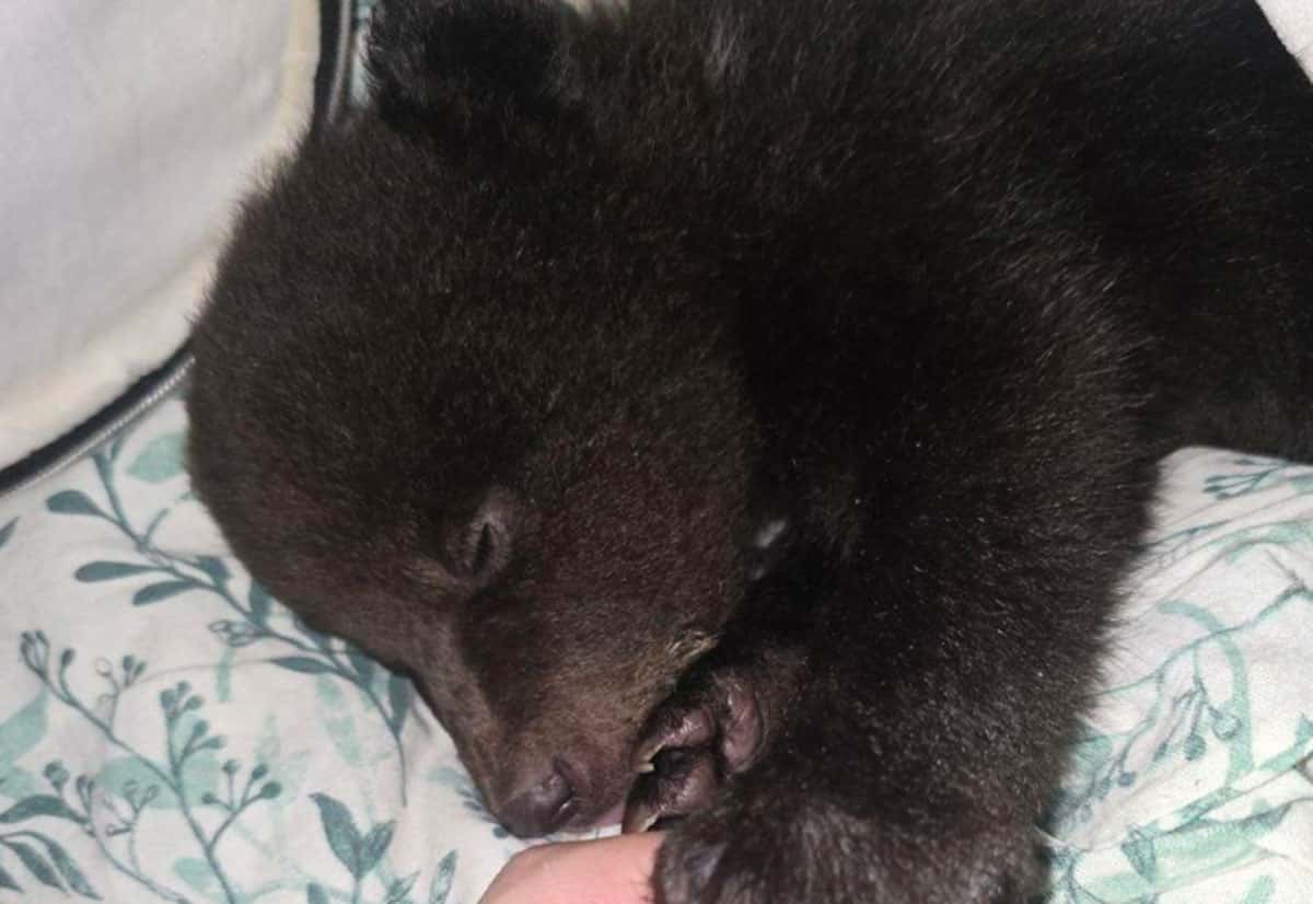 В Екатеринбурге оставили в коробке трёх медвежат, их забрал центр спасения животных