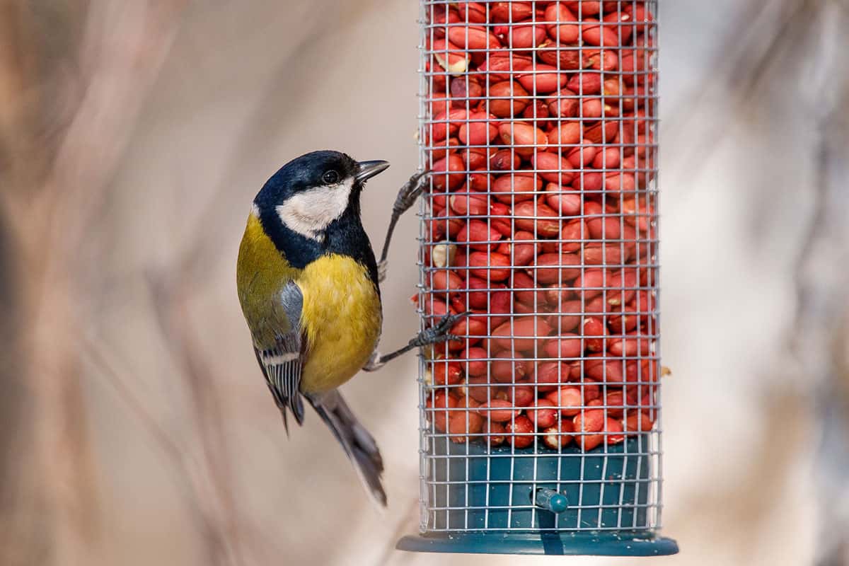 В Каменске-Уральском украли кормушку с орехами для птиц: жители рассказали о странной проблеме