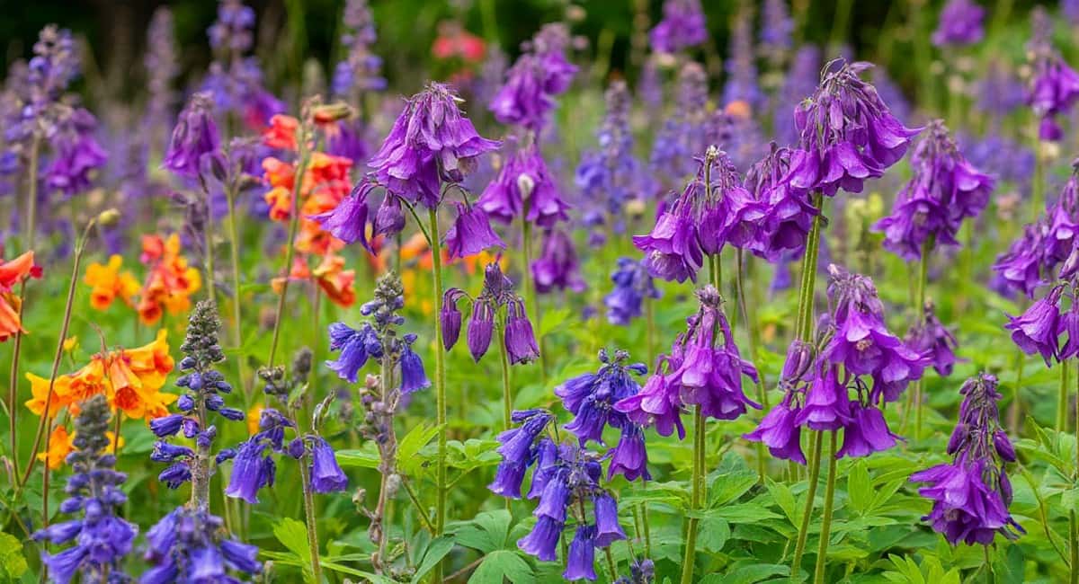 12 самых неприхотливых шикарных многолетних цветов и декоративных кустарников: посадил и забыл