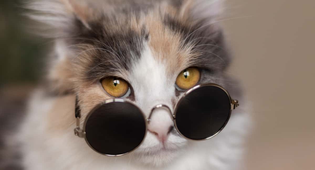 Почему кот ни с того ни с сего начинает носиться как угорелый: на пальцах объяснил зоопсихолог