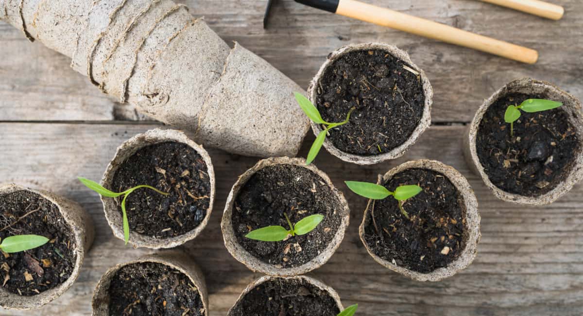 Всего две ошибки: бывалый агроном рассказал, почему не растет рассада