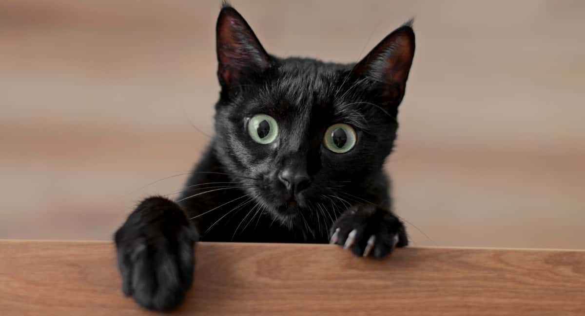 Какие знаки подают кошки перед приходом в дом большой беды