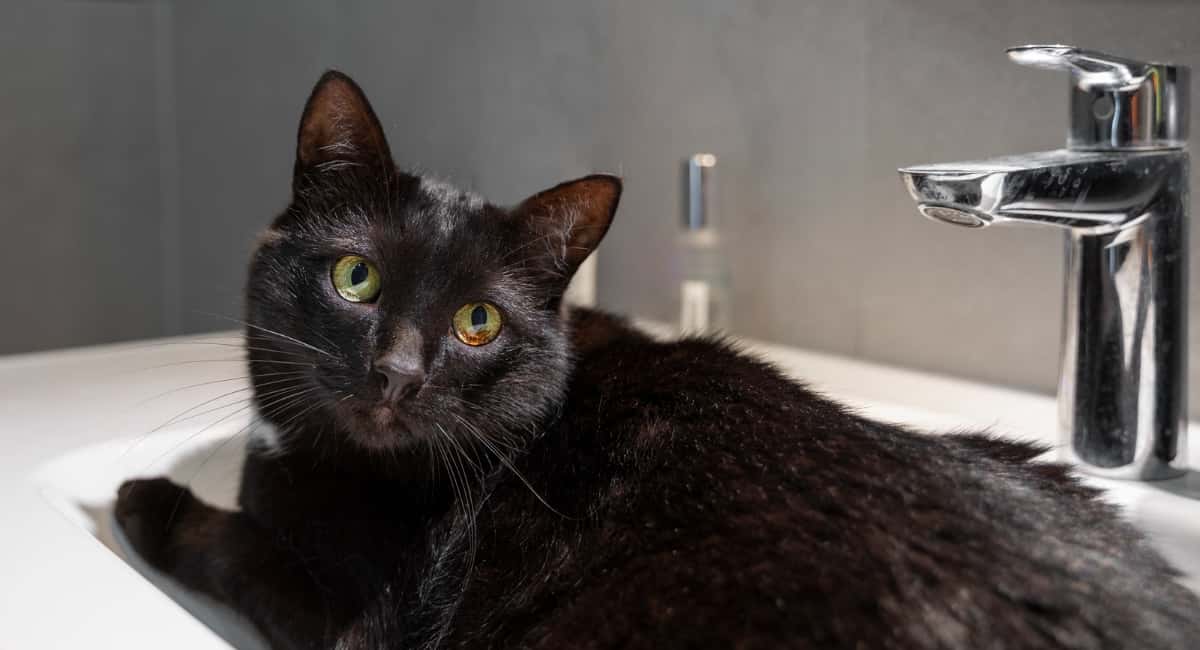 Биологи рассказали, почему кошки боятся воды, хотя их предки жили у рек