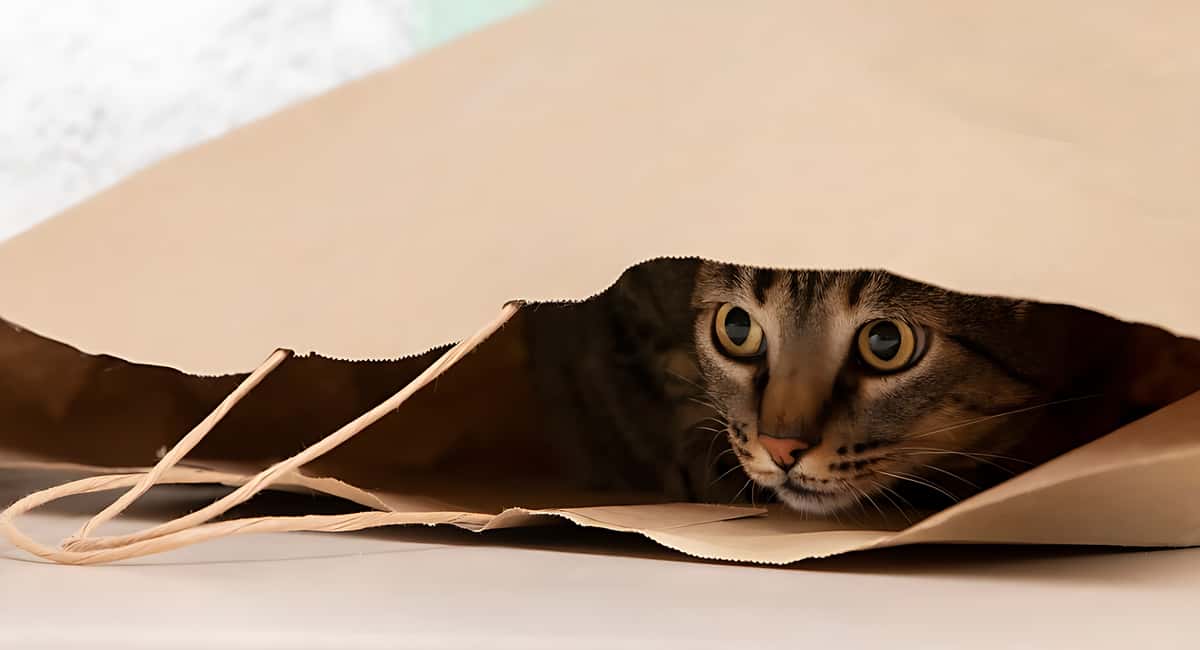Зоопсихологи объяснили, почему кошки любят залезать в коробки и пакеты