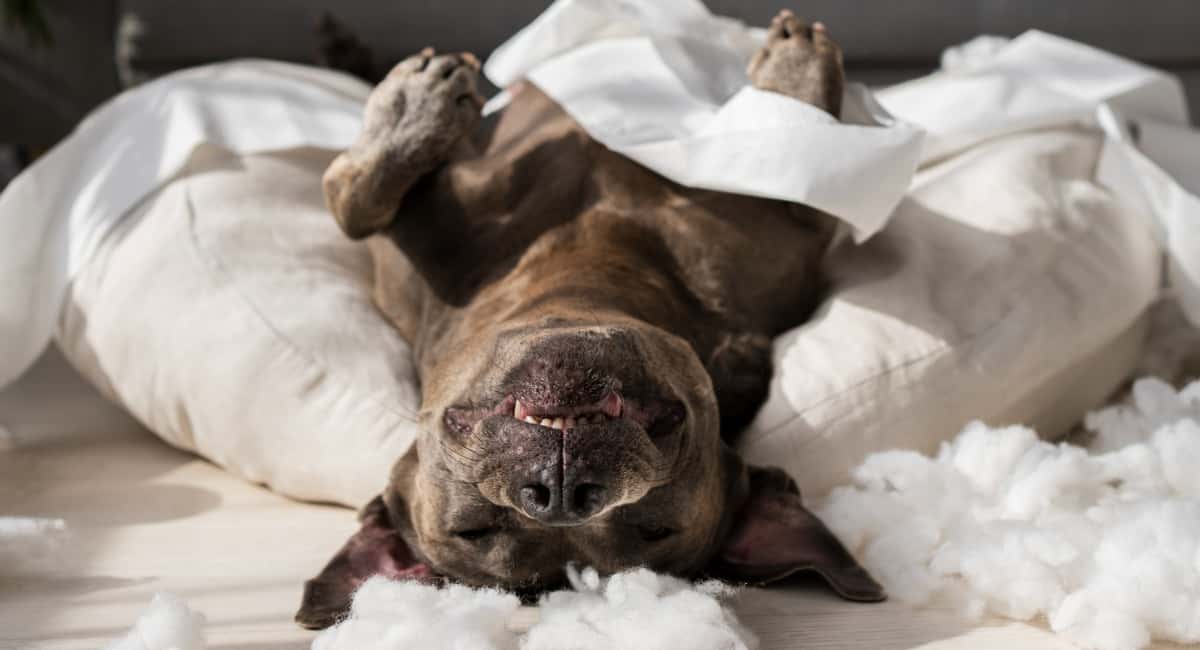 Зоологи выяснили, зачем собаки крутятся на месте перед тем, как лечь