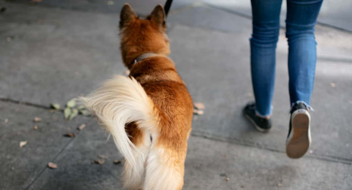 Ученые рассказали, почему собаки виляют хвостом — это не всегда про радость