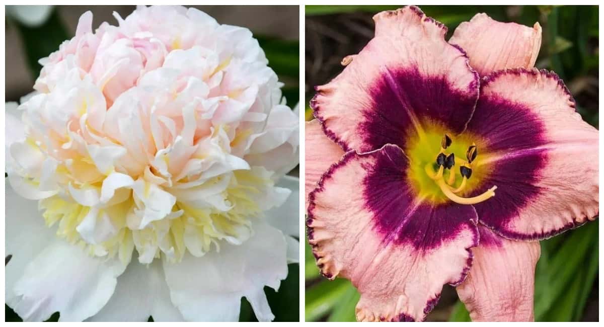 Один раз посадил — десять лет любуешься: 3 идеальных многолетника для ленивых