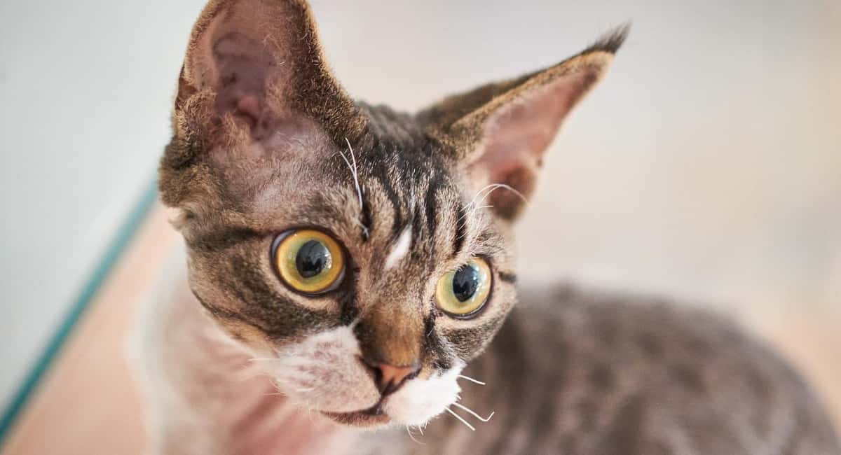 Ученые рассказали, почему кошки боятся огурцов и других неожиданных предметов