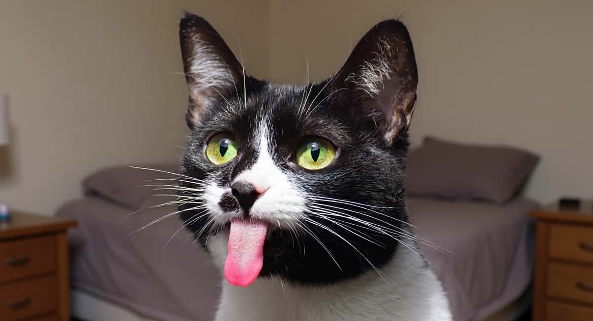 Почему у кошек шершавый язык: неожиданное объяснение от биологов
