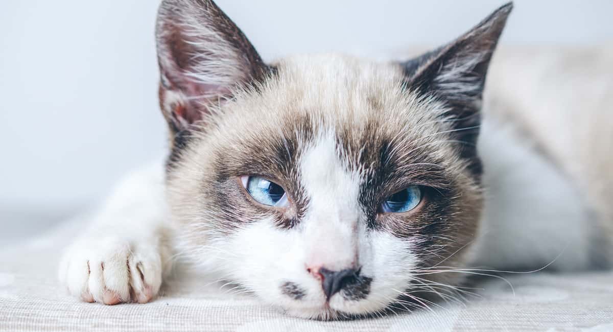 Ни шерсти, ни запаха: 4 породы кошек для тех, кто любит чистоту