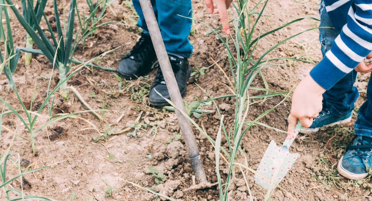 3 года подряд сажаю лук по схеме «2 ряда в одной борозде» — урожайность выросла в 2 раза: головки крупные, не стрелкуются