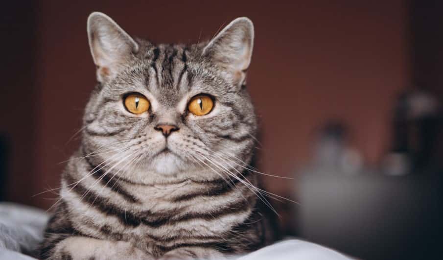 Как кошка выбирает, кого любить сильнее - секрет кошачьей любви от опытного зоопсихолога