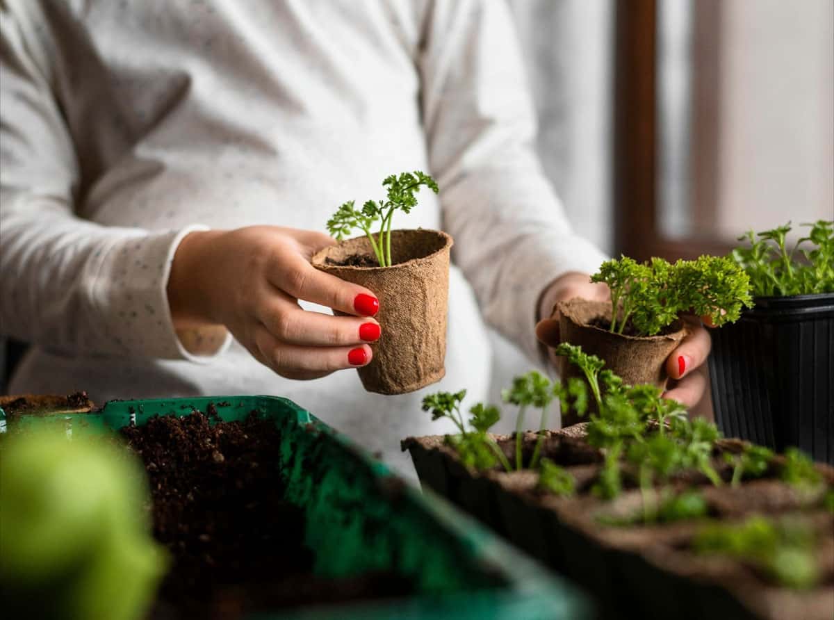 Секретный календарь дачника: сажаем рассаду в эти даты - график для благотворного и богатого урожая