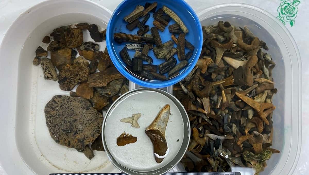 Уникальные останки древних рептилий обнаружены на Урале. Фото