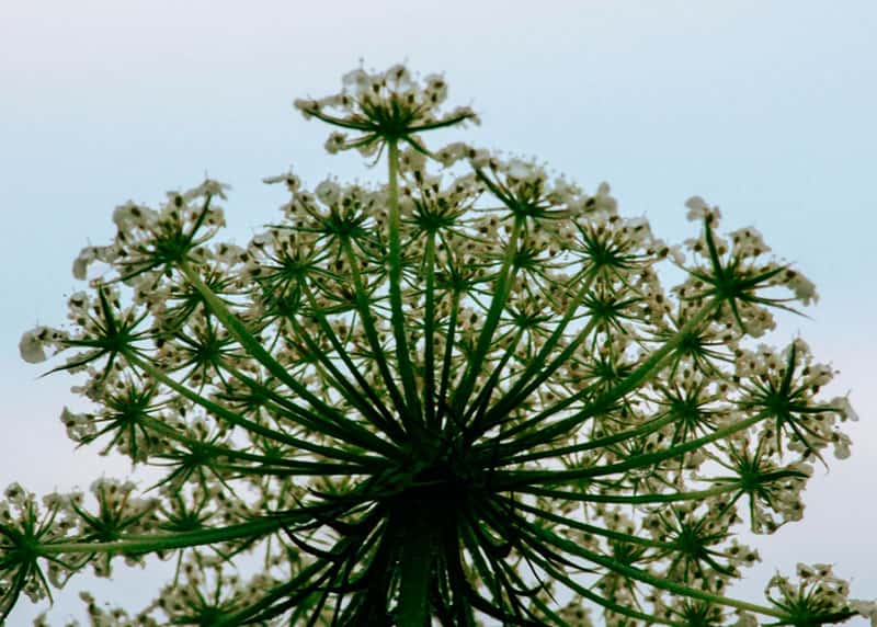 Ядовитые растения: врачи Каменска-Уральского рассказали об опасности некоторых «зеленых вредителей»