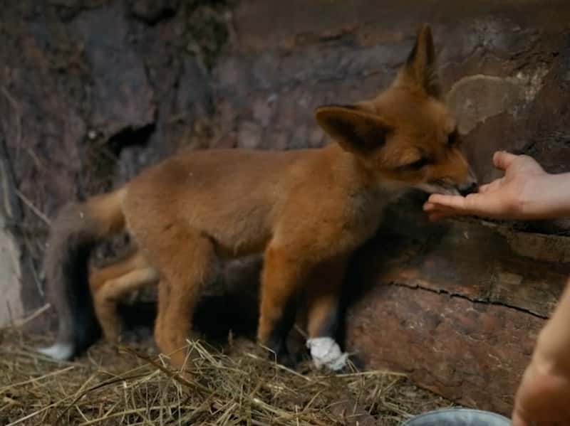 Снятый в Каменске-Уральском фильм «Мой дикий друг» продолжат — за него возьмется «Фонд кино»