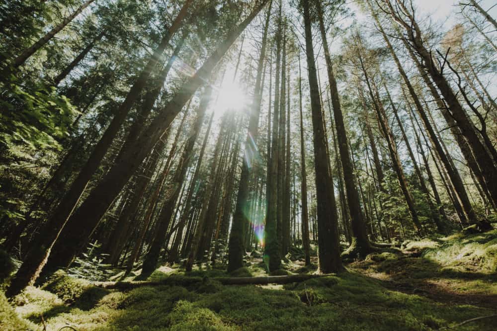 Редкие растения из Красной книги обнаружены в парках Свердловской области