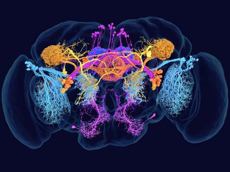 Первую в мире «бессмертную» муху создали в США, оцифровав ее мозг