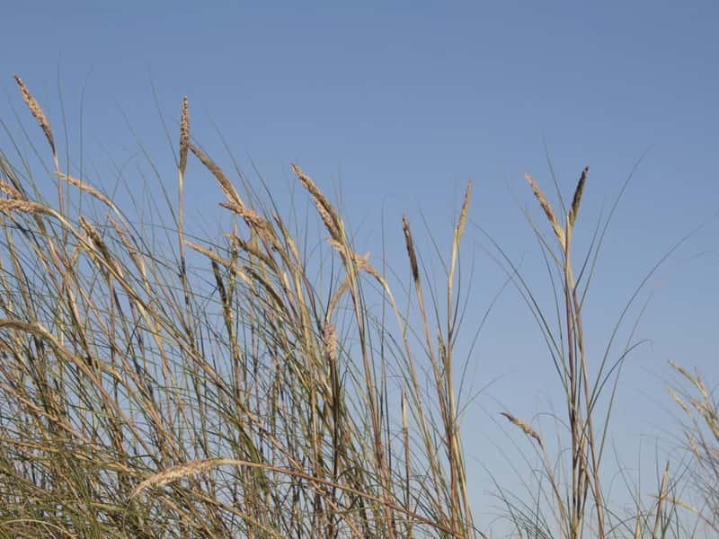 Мальчик «зарядил» игрушечный арбалет камышом в Ленобласти и пробил глаз другу