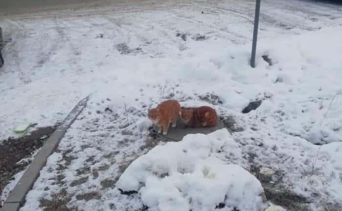В Каменске-Уральском бездомные кошки стали причиной конфликта между предпринимателем и зоозащитниками