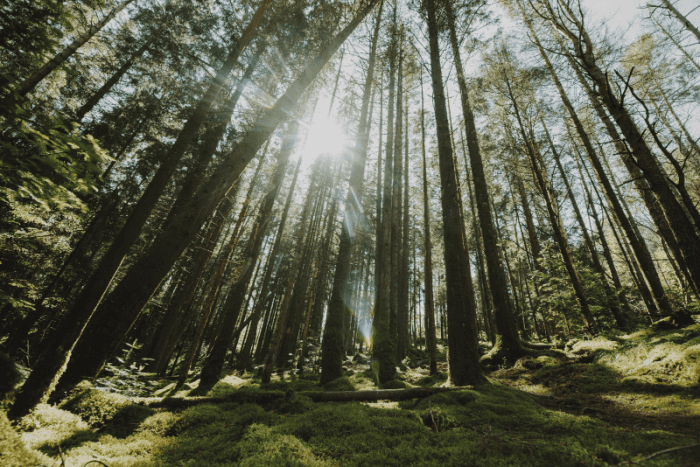 Лесозаготовитель в Свердловской области оштрафован за нарушение карантинных правил