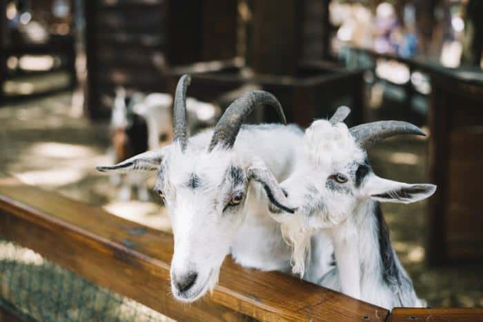 Шокирующие нарушения на свердловском предприятии: чем рискуют животные и потребители?