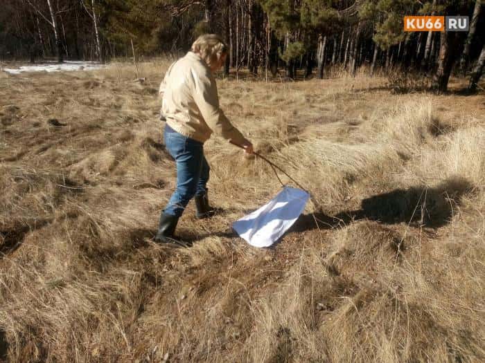 «Обрабатывать бесполезно из-за дождя»: на кладбищах Каменска-Уральского нашли 55 клещей за один день